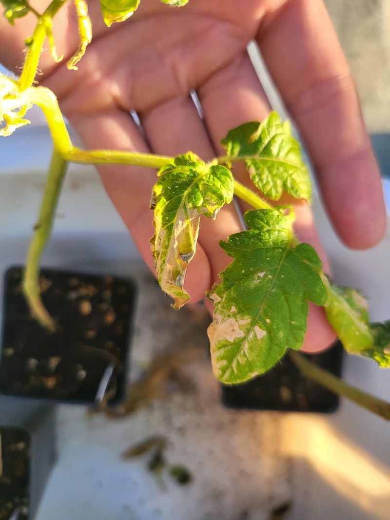 Planting In The Wrong Season