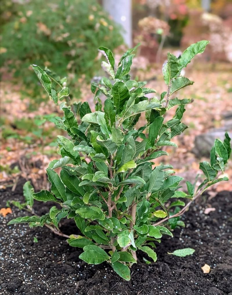 Fertilizing Dormant Plants Causes Weak Growth