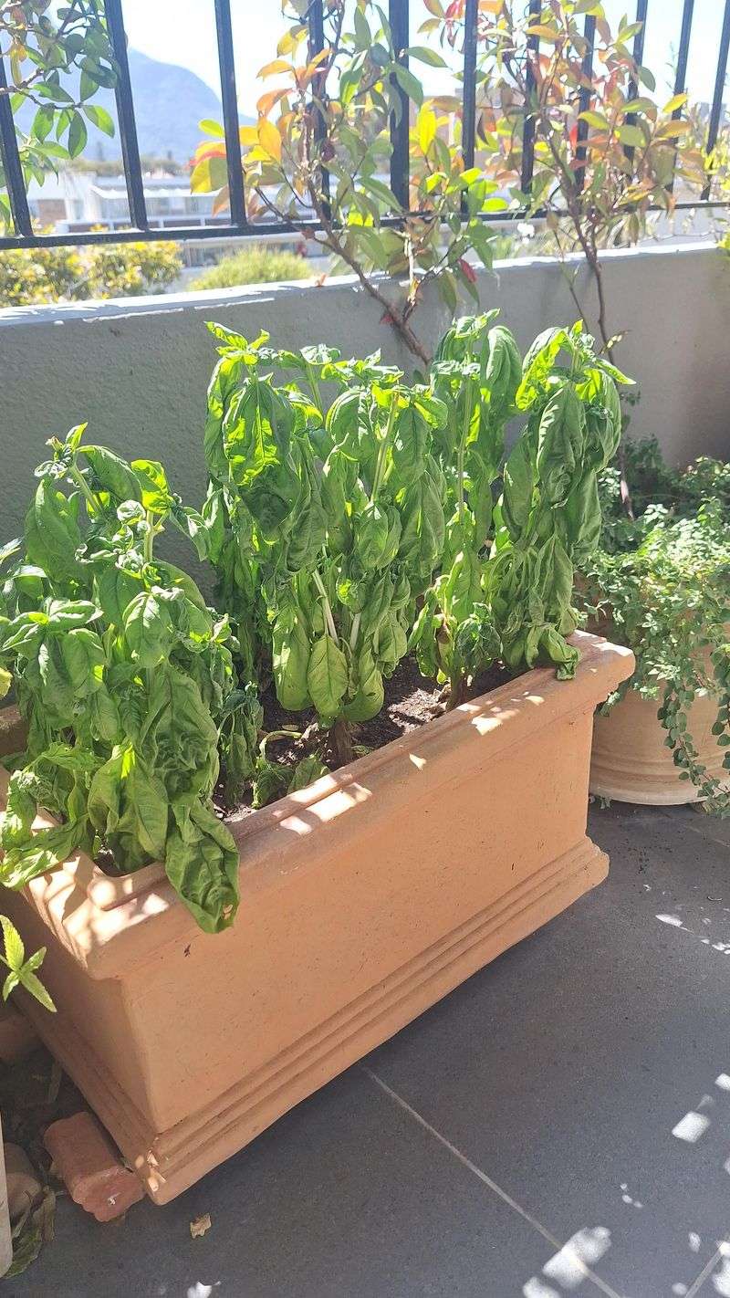 Not Giving Basil Enough Sunlight
