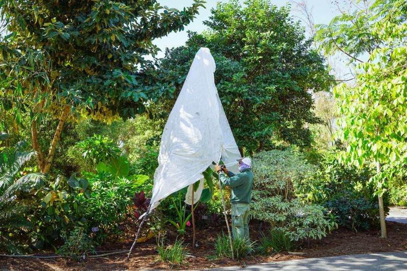 Ignoring Frost Protection On Tender Plants