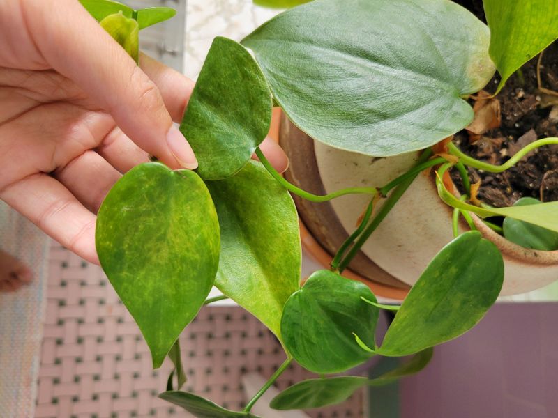 Ignoring Humidity Levels