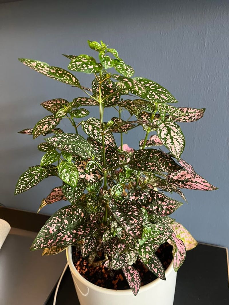 Keeping Plants In Poor Light