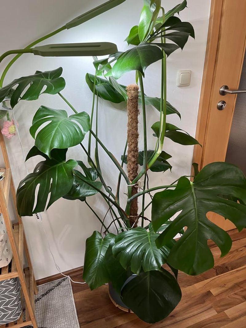 Keeping Plants Too Far From Windows