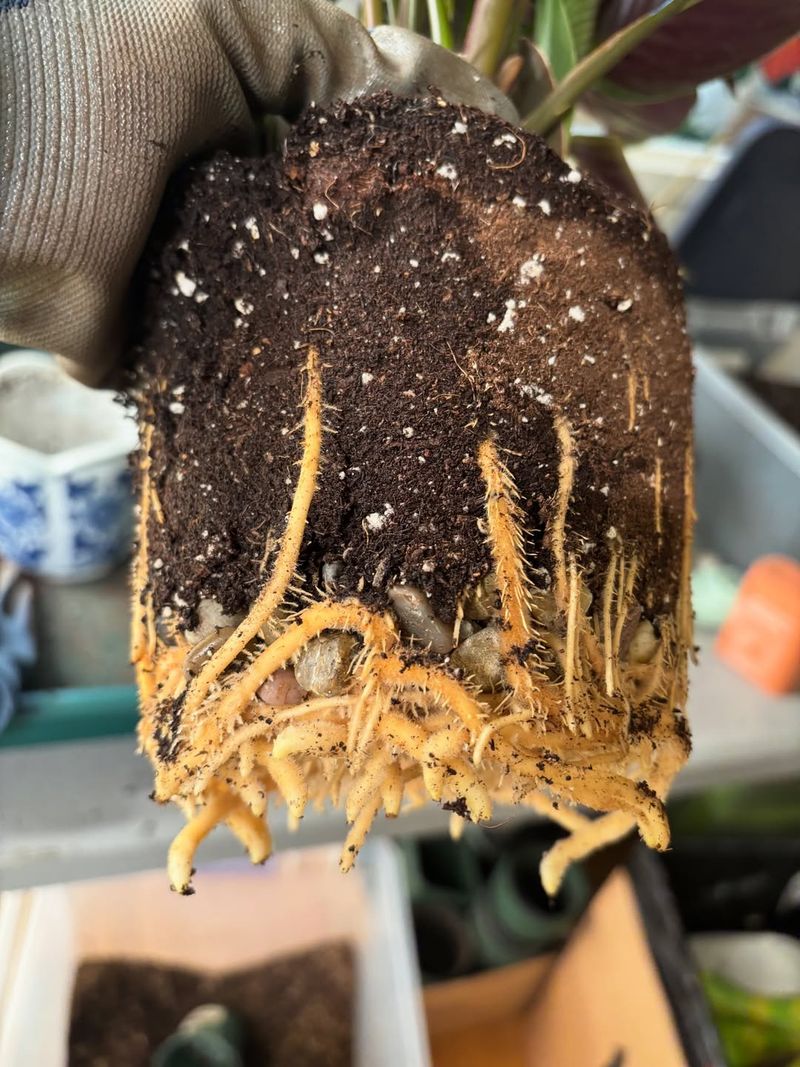 Why This Mistake Damages Plants During Cold Weather