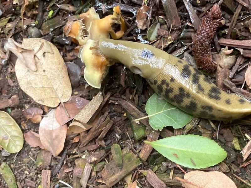Yard Clutter Gives Slugs Perfect Hiding Spots