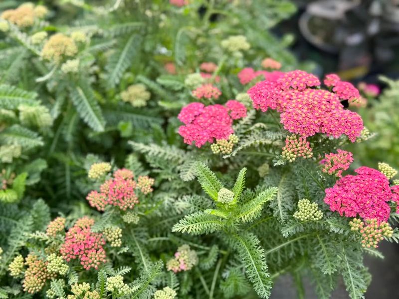 Choosing The Wrong Varieties