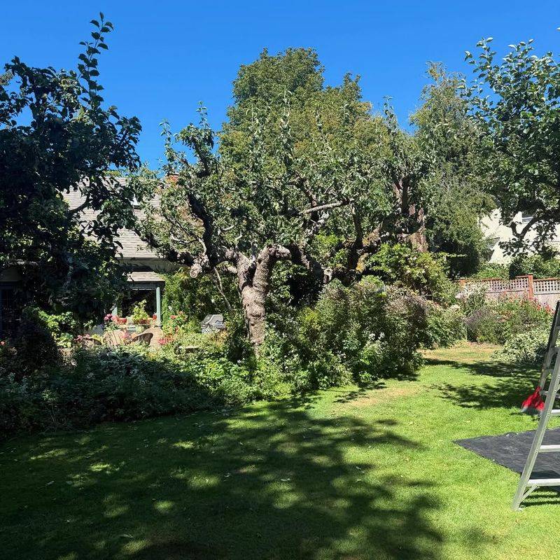 Neglecting To Thin Out Overhead Tree Canopy