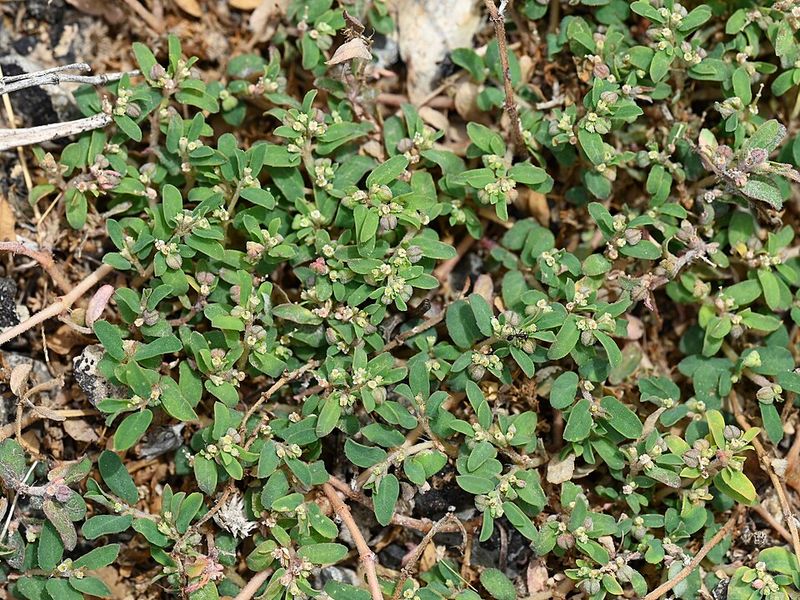 Allowing Spurge To Set Seed Before Removal