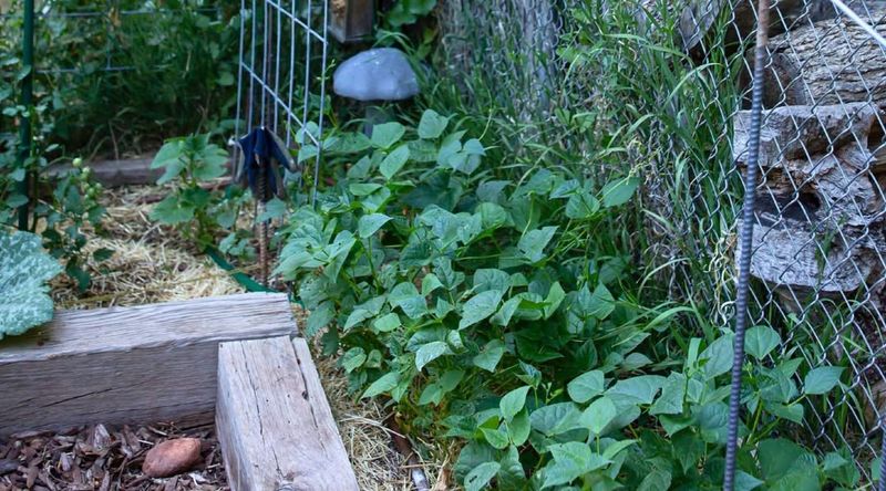 Misjudging Microclimates