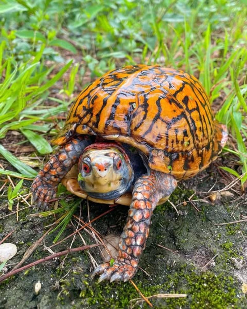 Eastern Box Turtles