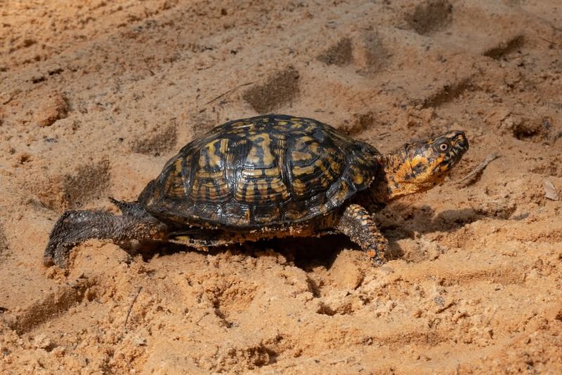 Eastern Box Turtles Found In Yards Or Gardens