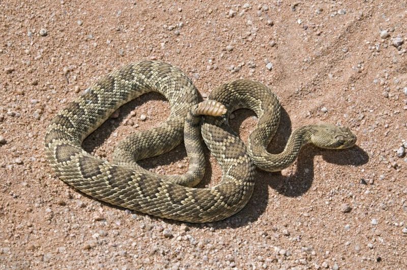 Mojave Rattlesnake (Crotalus scutulatus)