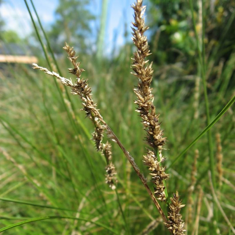 Slough Sedge (Carex obnupta)