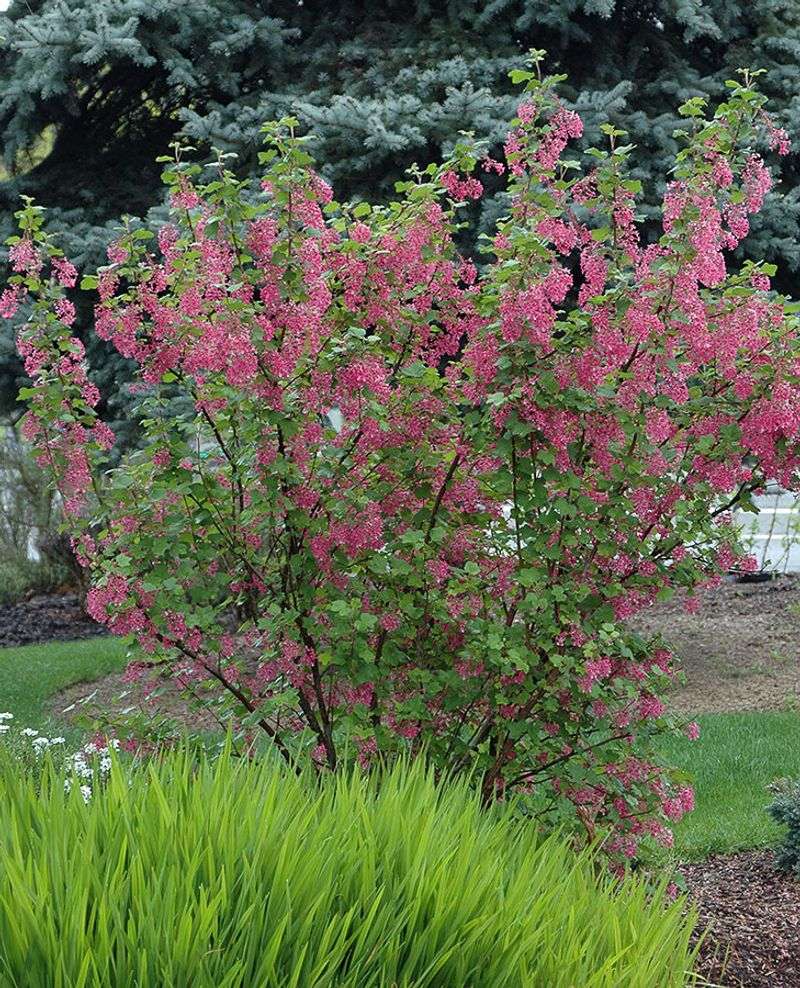 Red-Flowering Currant