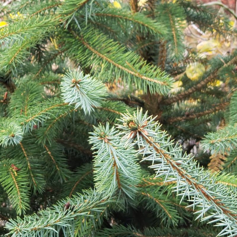 Sitka Spruce (Picea sitchensis)