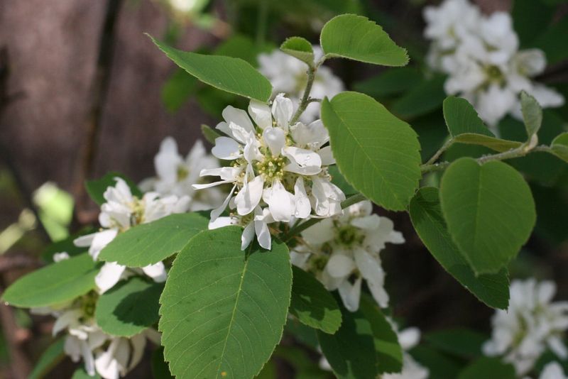 Serviceberry (Amelanchier alnifolia)
