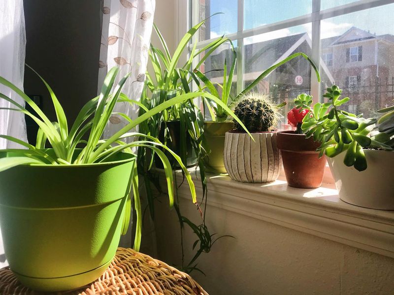 Plant Leaning Toward Windows
