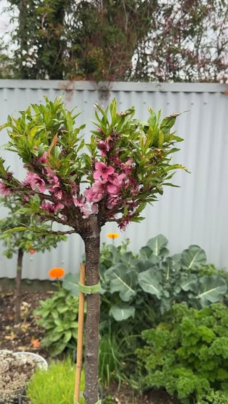 Compact Fruit Trees in Pots