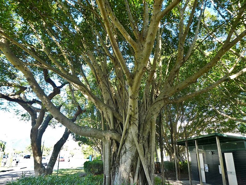 Ficus / Indian Laurel Fig (Ficus microcarpa)