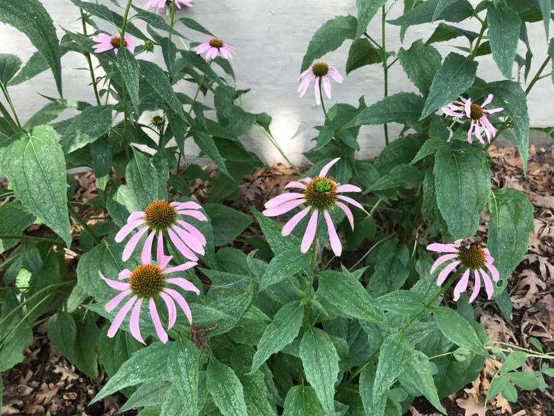 Purple Coneflower Seedlings Sprouting Everywhere