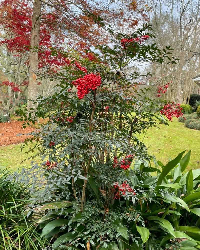 Nandina (Heavenly Bamboo, Non-Invasive Cultivars Only)
