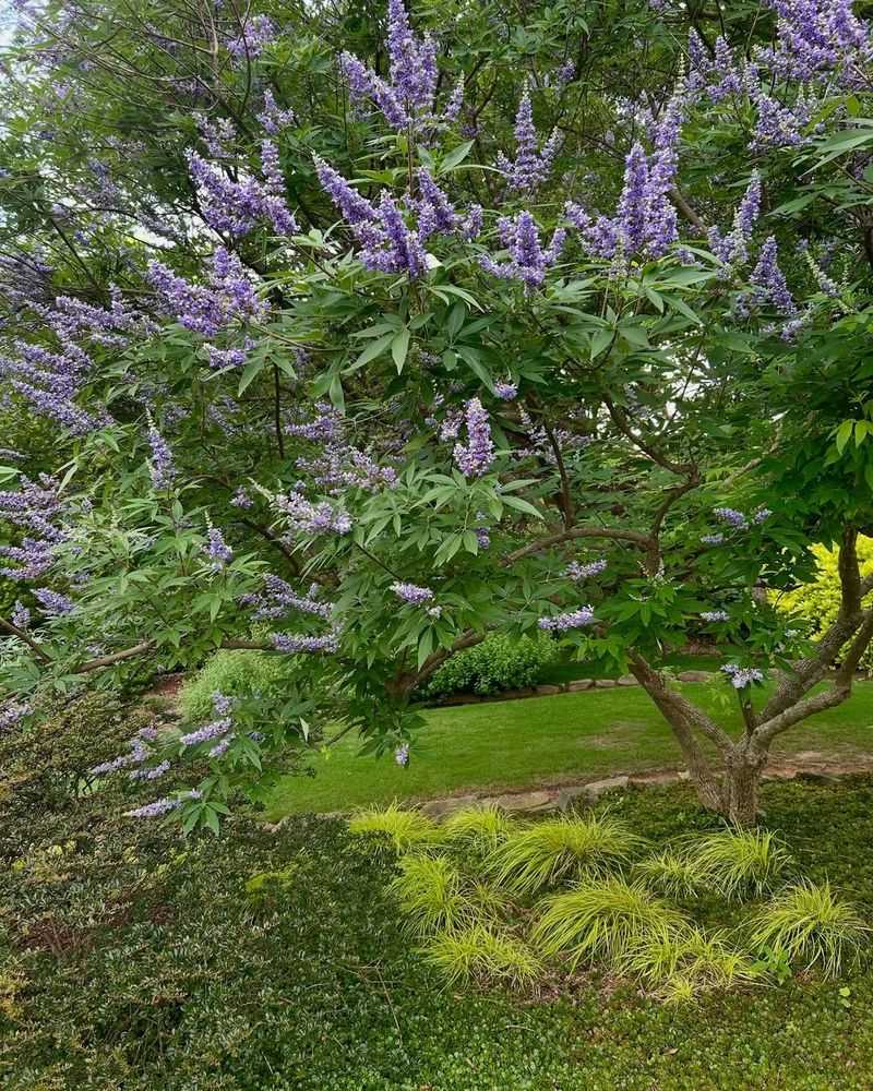 Vitex (Chaste Tree – Vitex agnus-castus)