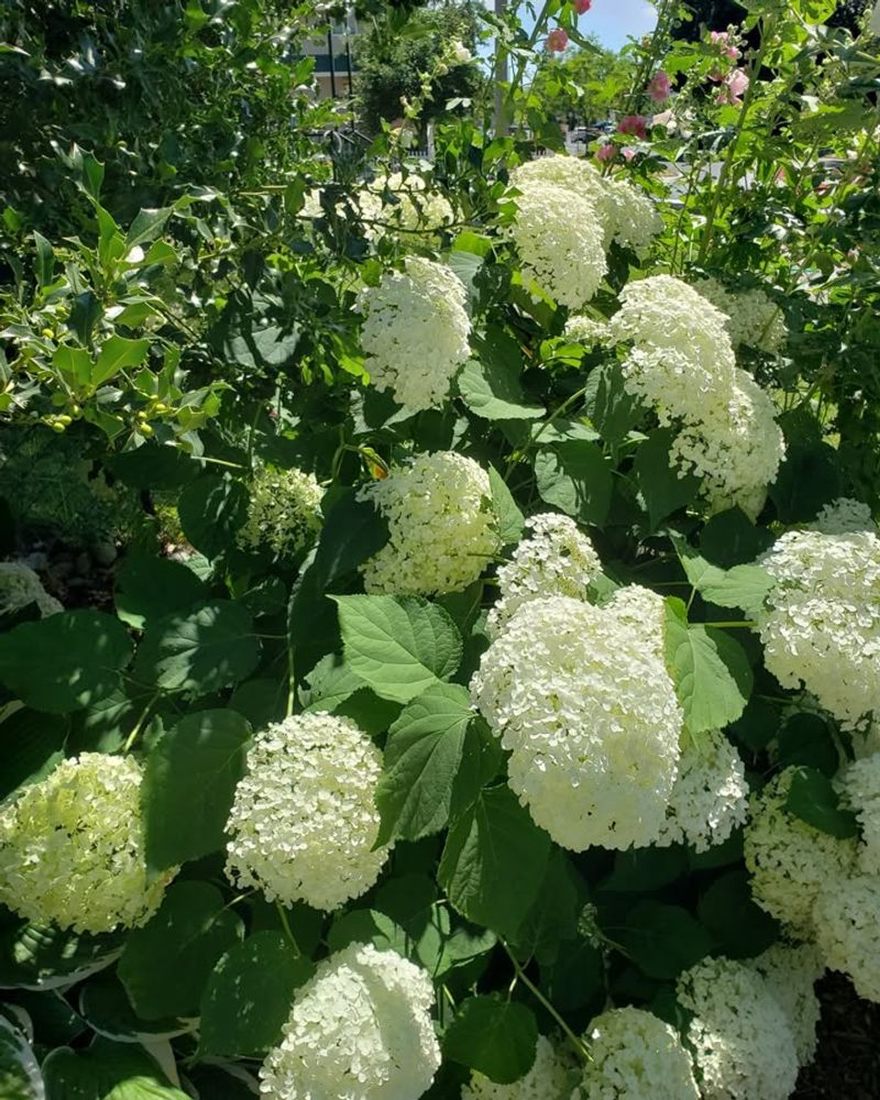 Smooth Hydrangeas (Hydrangea Arborescens)