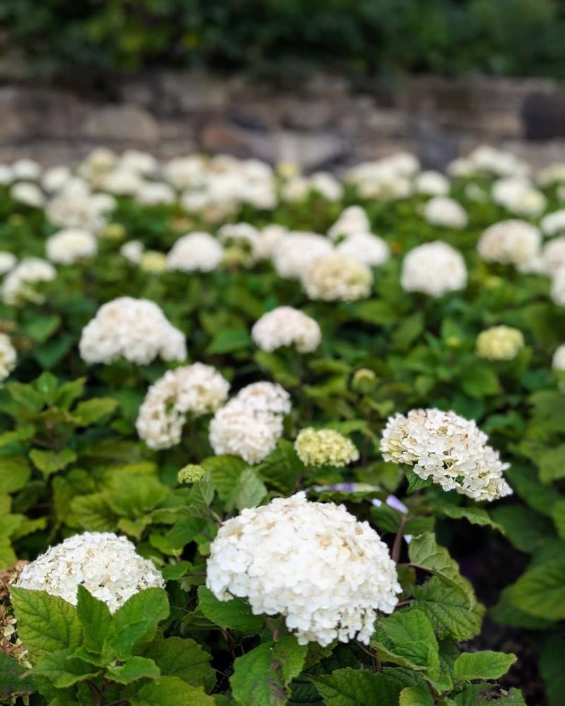 Smooth Hydrangeas (Hydrangea Arborescens)