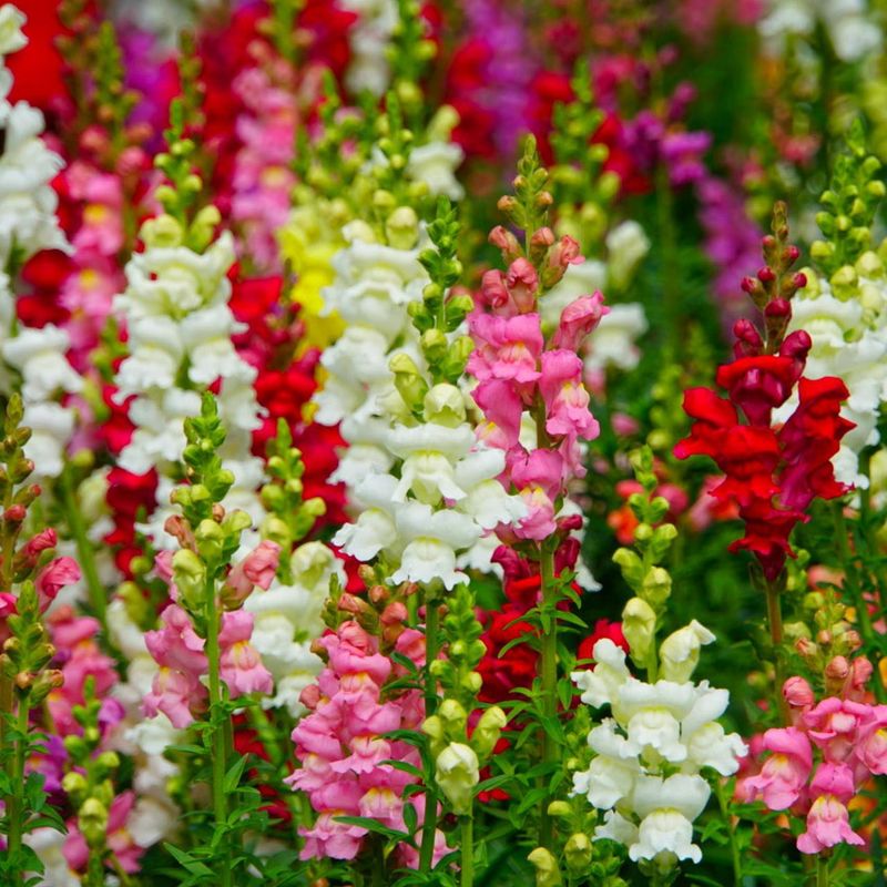 Snapdragons