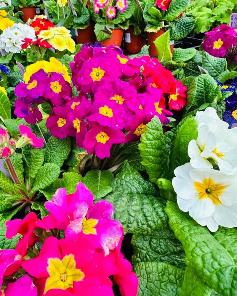 Primroses
