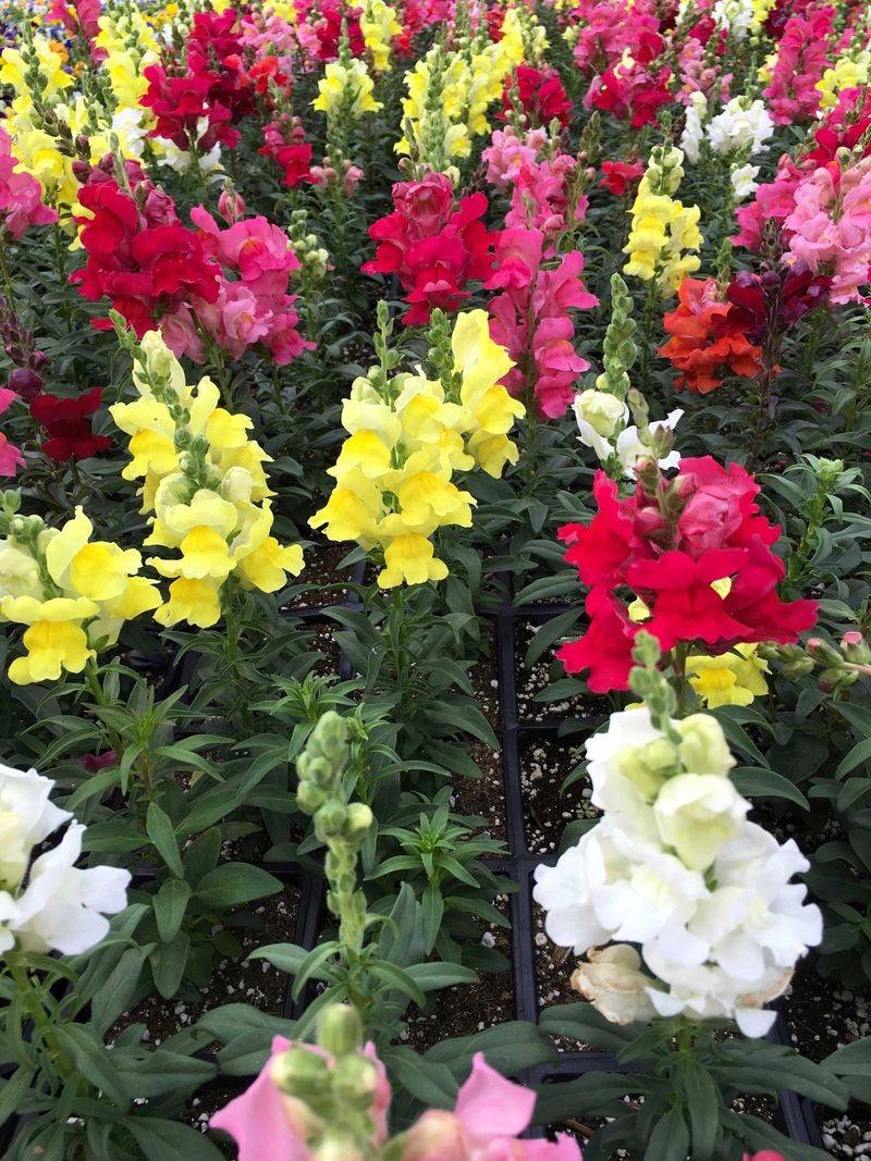 Snapdragons