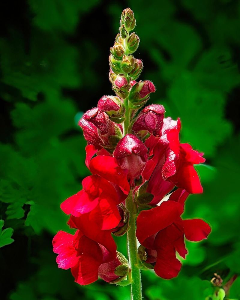 Snapdragons