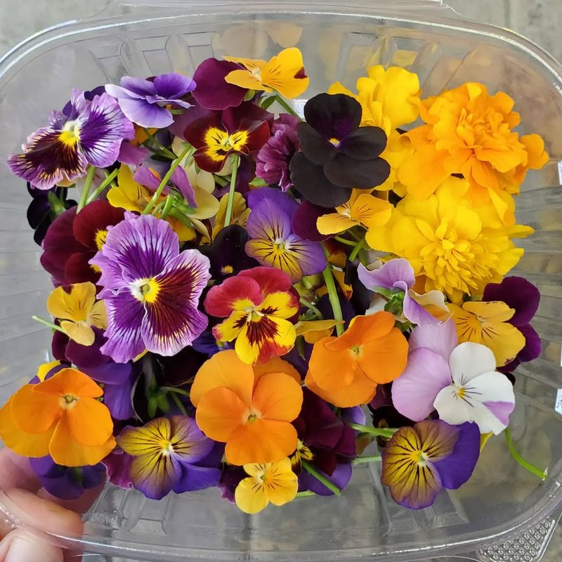 Violas