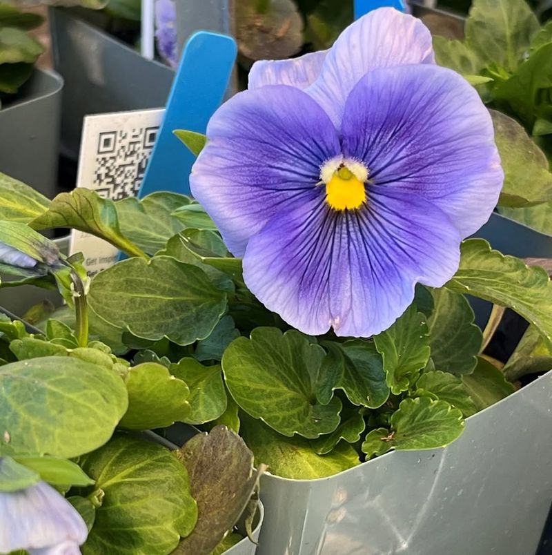 Violas