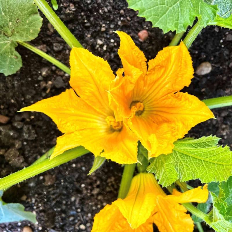 Squash Blossoms