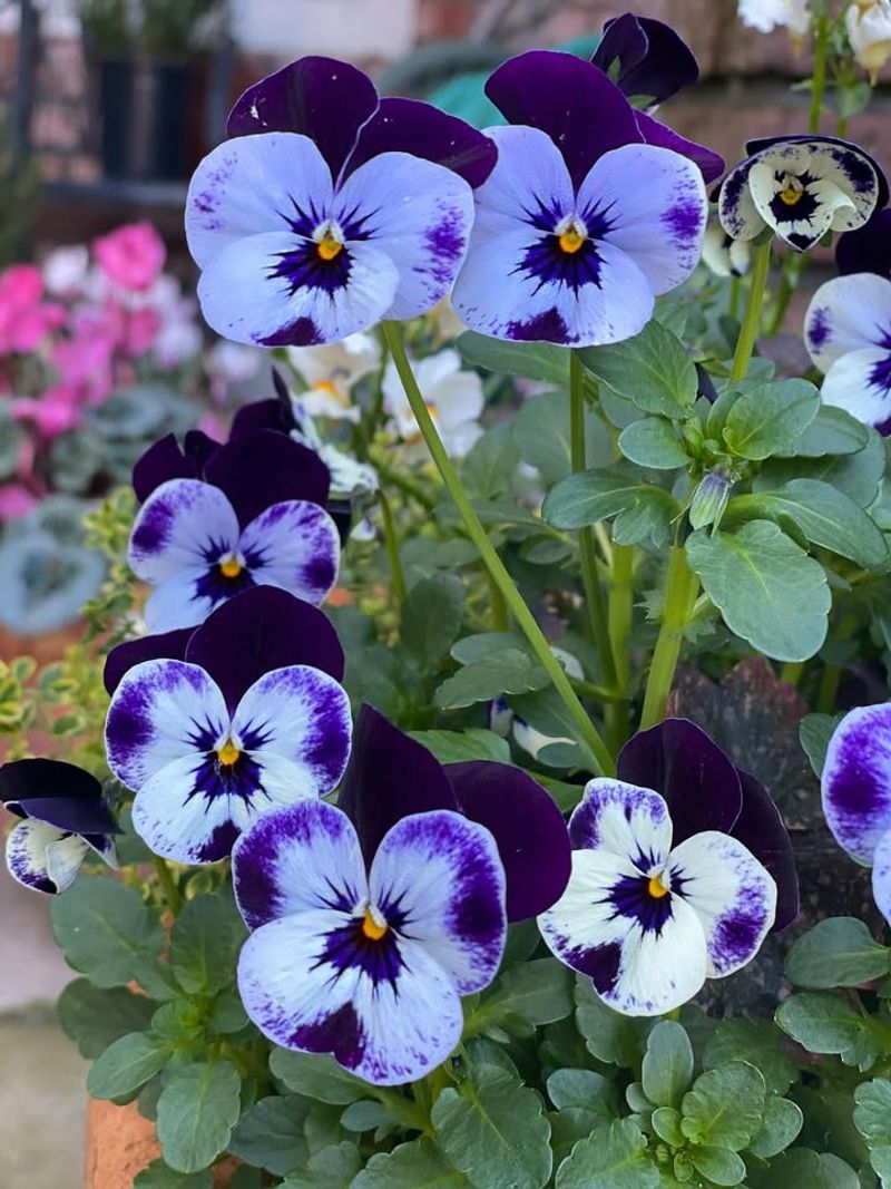Violas