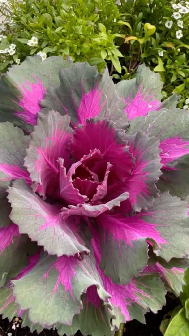Ornamental Kale