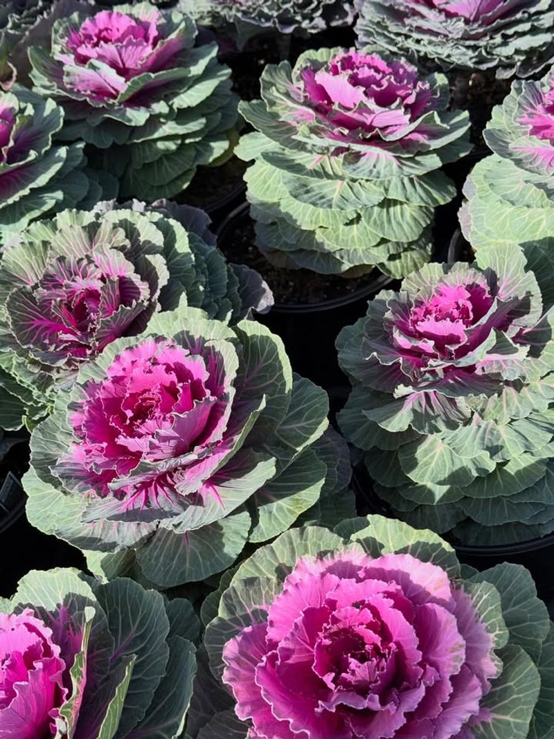Ornamental Kale