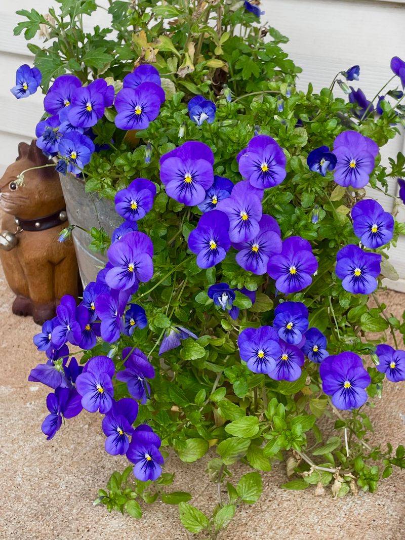 Violas