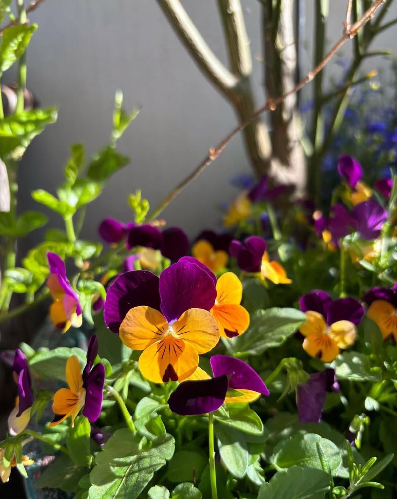 Violas