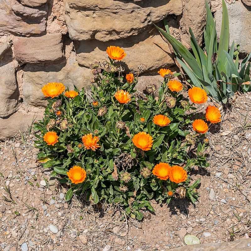 Calendula (Pot Marigold)