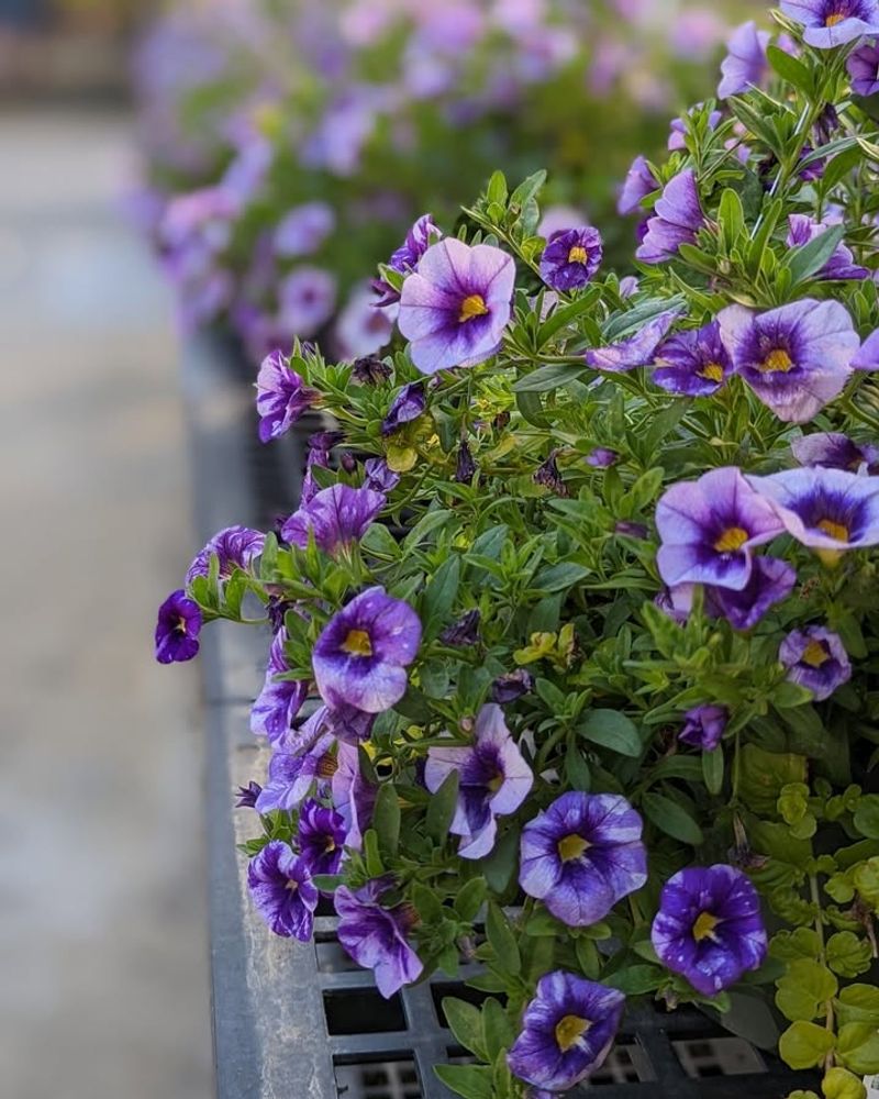Petunias That Bloom Bigger And Longer