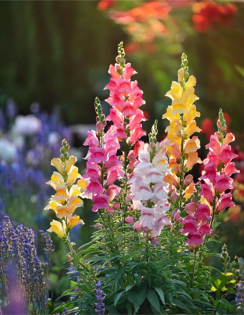 Snapdragons (Antirrhinum majus)