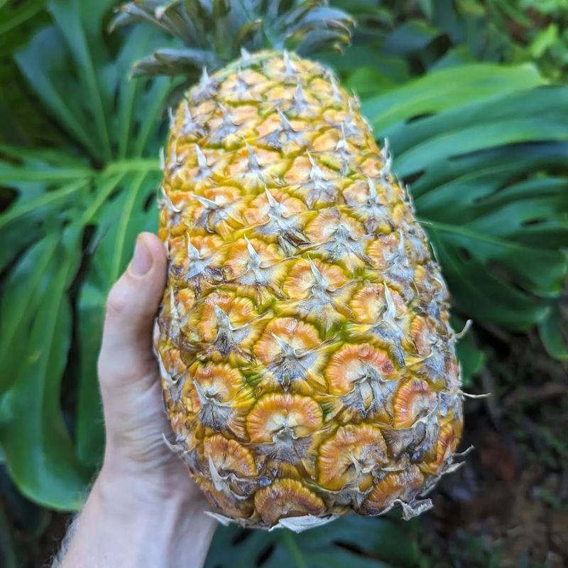 Pineapple