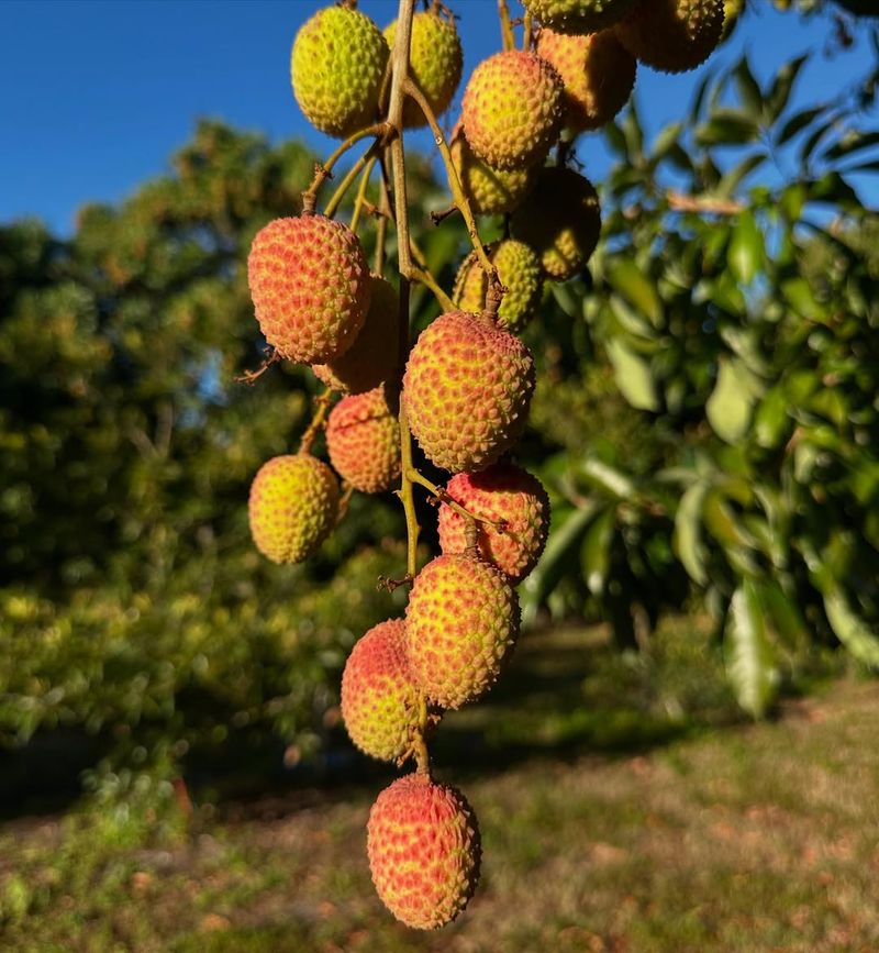 Lychee