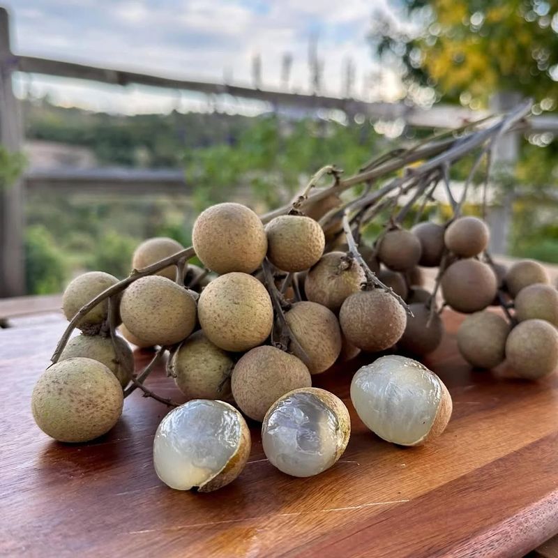 Longan