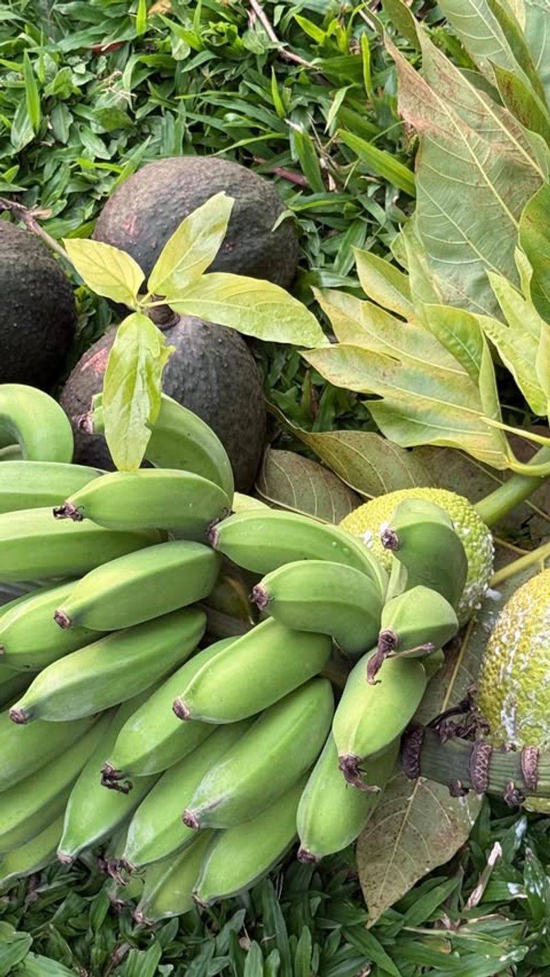 Banana (Musa Varieties – Fruiting Types)