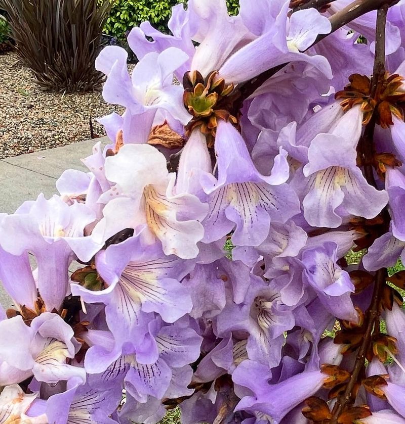 Princess Tree / Royal Paulownia (Paulownia Tomentosa)