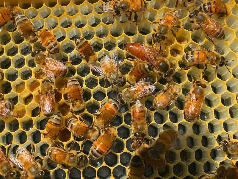 Honey Bees (Venomous But Beneficial)
