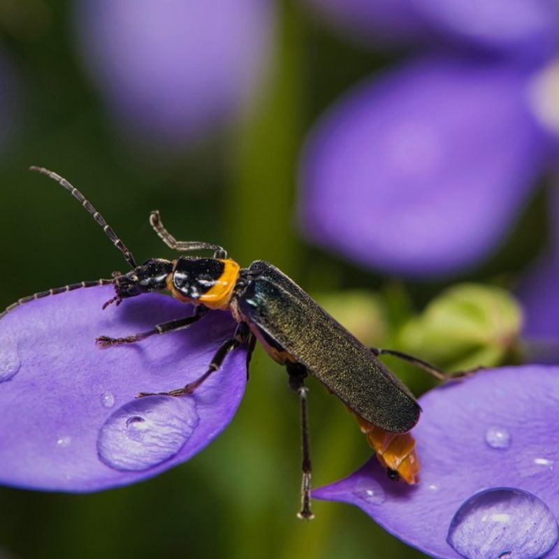 Soldier Beetles